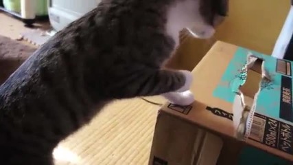 Коте разрушава кутия