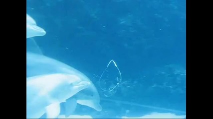 Dolphin play bubble rings 