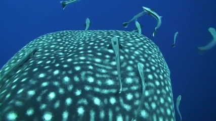 Подводни снимки на Акули 