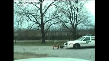 Куче Разбива Полицейска Кола 