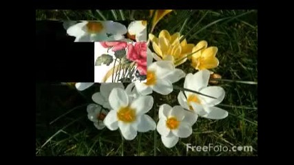 Цане Николовски-- Цветанке моја