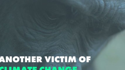 Climate change is really stressing gorillas out