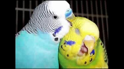 AMOR