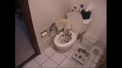 Котка ползва тоалетна и тоалетна хартия
