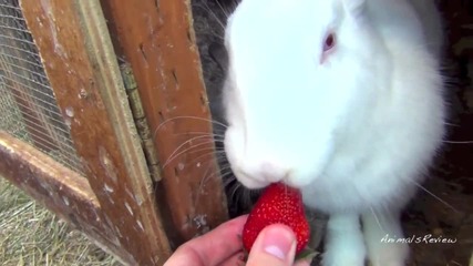 Бял и сив заек похапват ягодка.•сладури.
