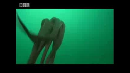 Ббс - Гигантски октопод