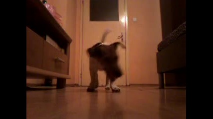 Crazy jack russel terrier