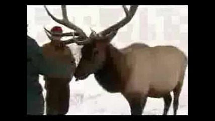 A Wapiti Called Buddy