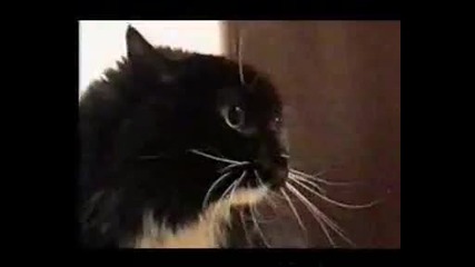Говореща котка 