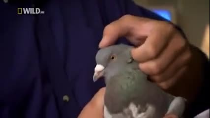 Спортните гълъби - Brilliant Beasts Pigeon Genius (national Geographic)