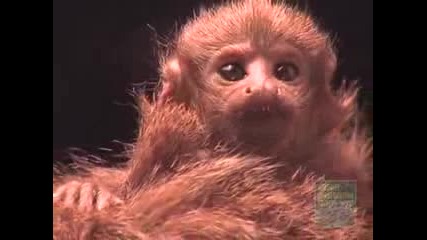 Baby Titi Monkey At The Bronx Zoo