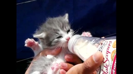 Най-сладкото котенце! Малко коте пие мляко от бутилка!