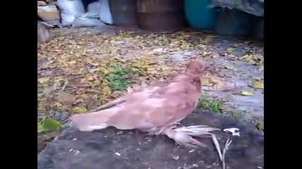 Vid_20141109_121409