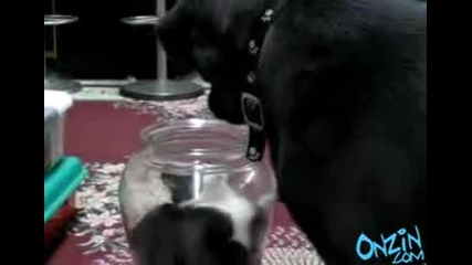Котка в буркан 