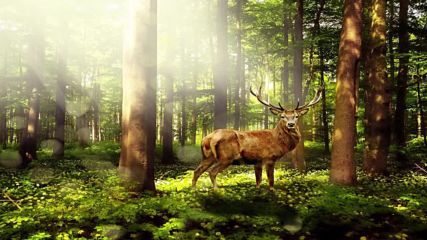 Celtic Gate Vol.5 - Into a magical forest _ Celtic Music