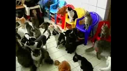 Жена живее със 130 котки