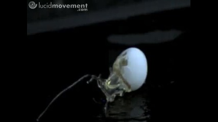 Egg shot in slow motion. 