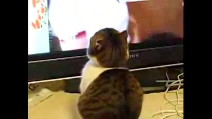 Драматичен Котак :о