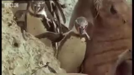 Ски пингвини! - Анди драконите Обратно - Bbc Дивживот 