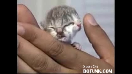 Мутирало Котенце