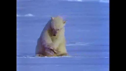 National Geographic - Animal Winter Games:fod Snatch