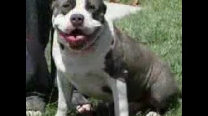Pitbull - I Know You Want Me 
