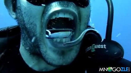 Риби чистят зъби на водолаз