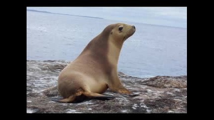 Снимки На Животни