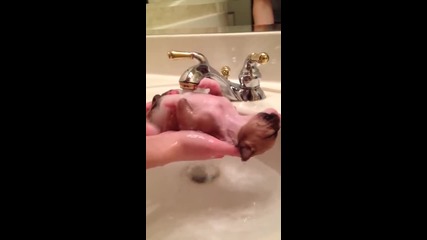 Малко кученце заспива докато го къпят