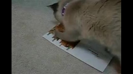 Котка Без Семеиство! ; 