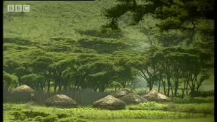 Maasai tribe The meaning of love & polygamy - Tribal Wives - Bbc 