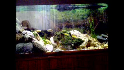 моя аквариум 2 Цихлиди