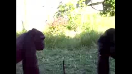 Бой Между 2 Мъжки Горили