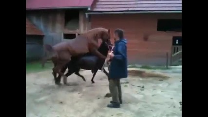 Внимаваи че хвърля къчове