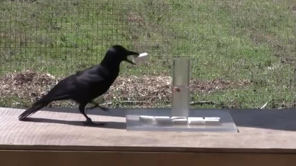 Умна врана знае как да стигне до храната