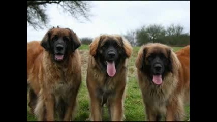 Leonberger Puppies