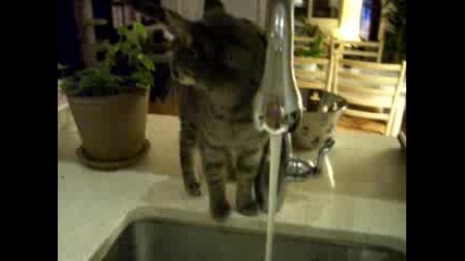 Коте Си Взима Душ смях!!! 