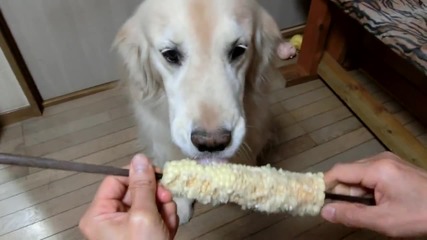 Куче яде царевица