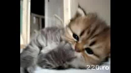 Sweet Cat 