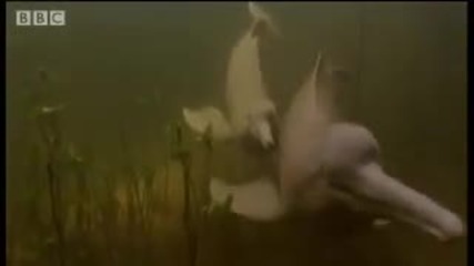 The Mighty Amazon & River Dolphins - Wild South America - Bbc 