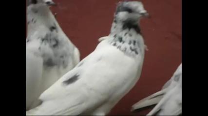 Safdar Butt Pakistani Pigeons - Youtube