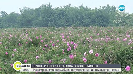 Изкупната цена на розовото масло намалява, насажденията - също