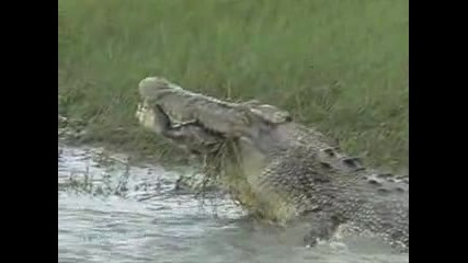 Крокодил изяжда костенурка 