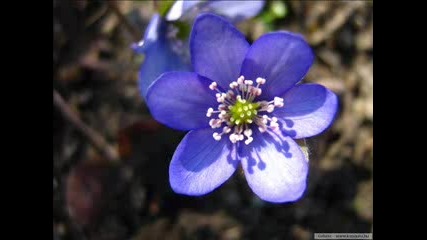 Oliver Shanti - Nature In Blue