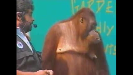 Шоуто на Орангутана