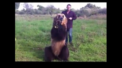Руснак учи мечка да показва среден пръст и да свири на инструмент Смях ! ;d