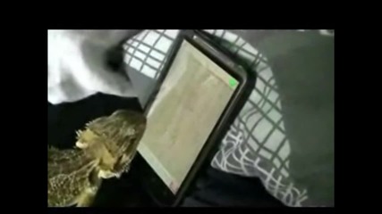 Хамелеон и touch screen