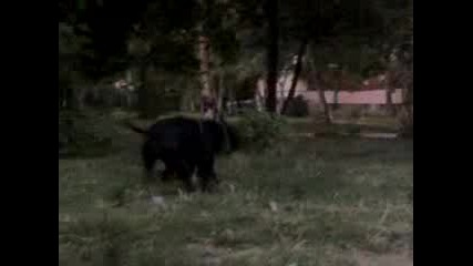 Pitbull vs Mixed Breed 2
