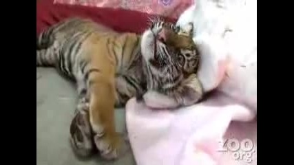 Бебе тигър 