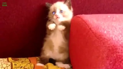 Сладки уплашени котенца
